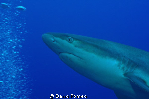 Shark Black tip,  during safety stop
D90, 60 mm micro by Dario Romeo 